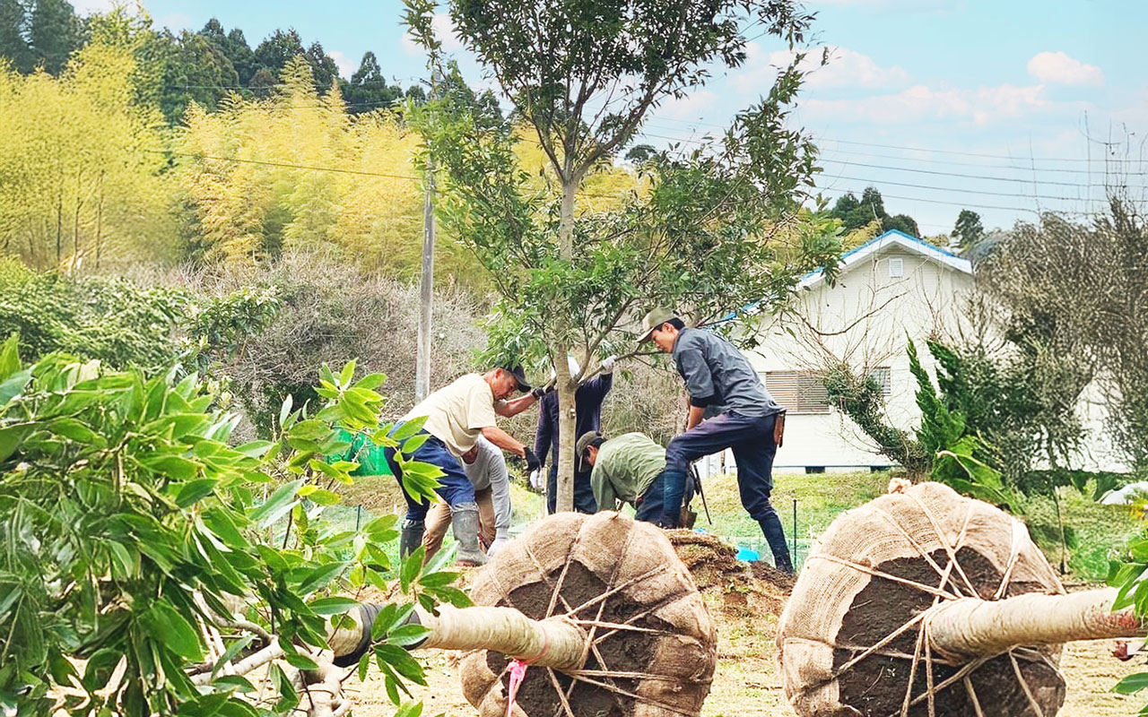 庭に大きな木を植える